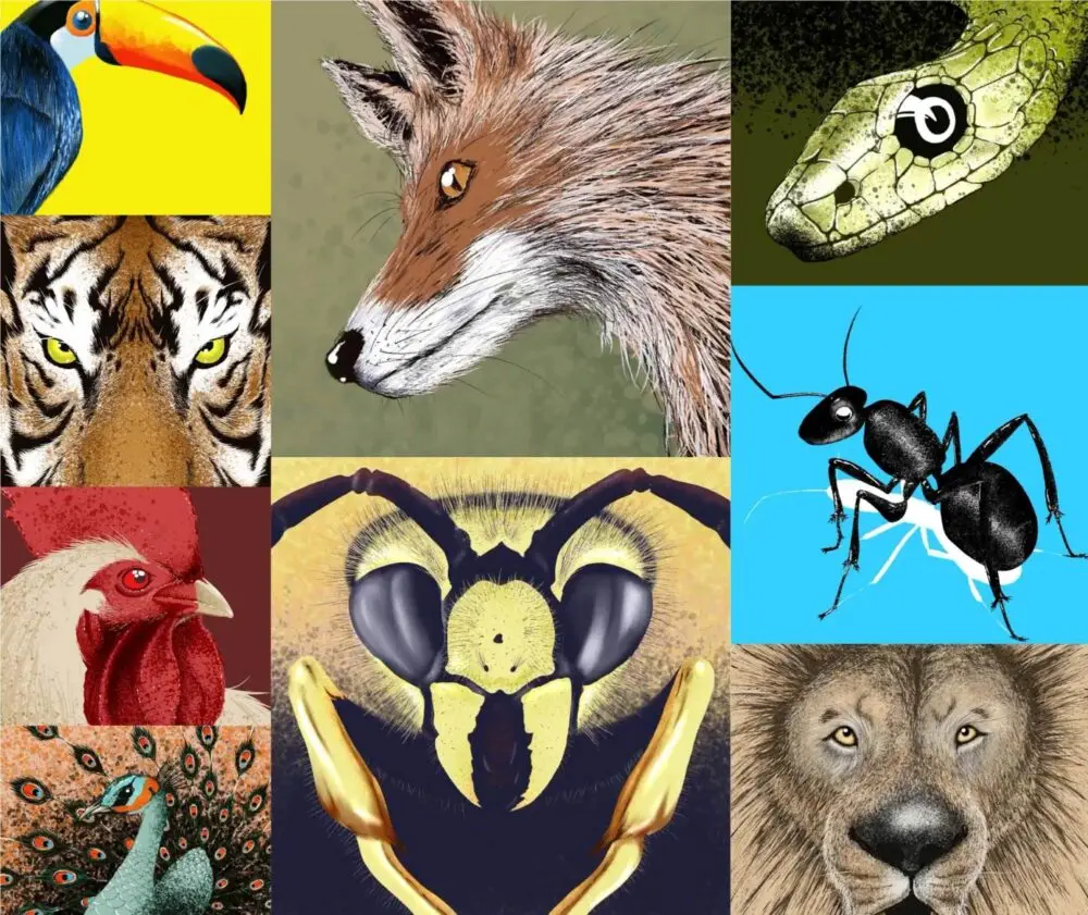 A grid of colorful illustrations showing various animals: a toucan, tiger, peacock, chicken, fox, snake, wasp, ant, and lion.